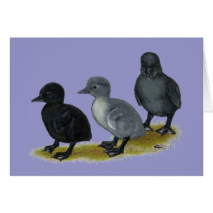 Cartão Ducklings Azul