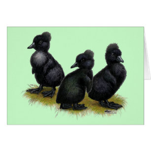 Cartão Ducklings Preto