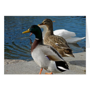 Cartão Ducks in the Park All Occasions Greeting Card