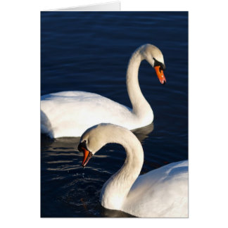 Cartão Dueto da cisne