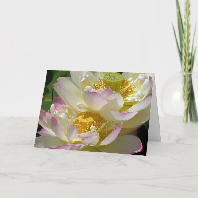 Cartão Dueto da Flor de Lótus (Frente)