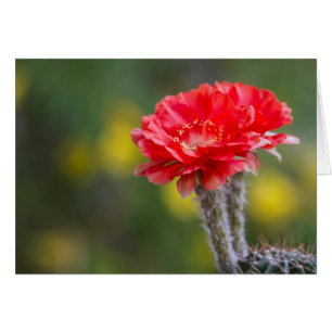 Cartão Dueto de flor de cacto Firelight
