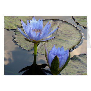 Cartão Dueto de Lotus azul