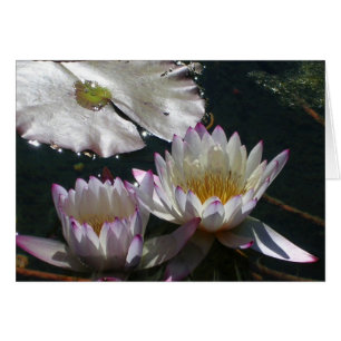 Cartão Dueto do lírio de água