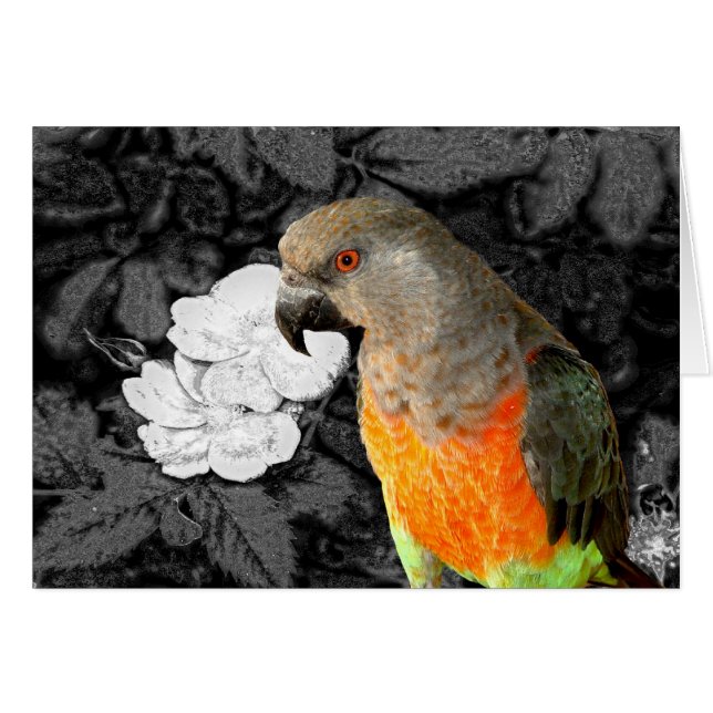 Cartão Dukie Duke (Frente Horizontal)