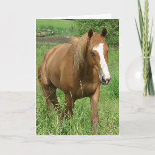 Cartão Dunnit, Horse Birthday