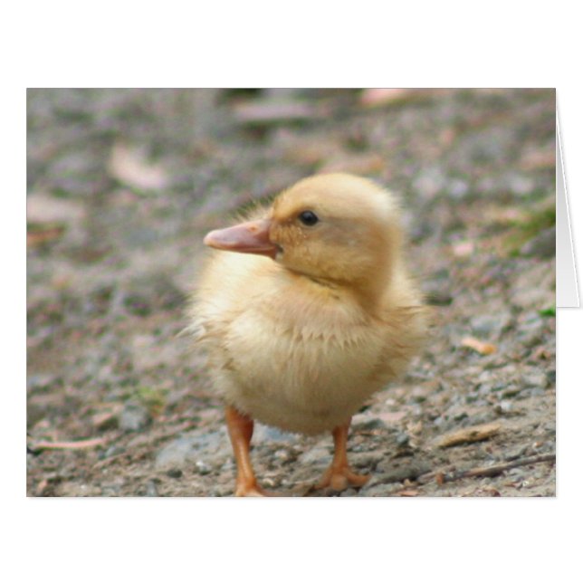 Cartão Duque Amarelo (Frente horizontal)