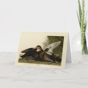 Cartão Dusky Duck - das Aves da América de John Audubon