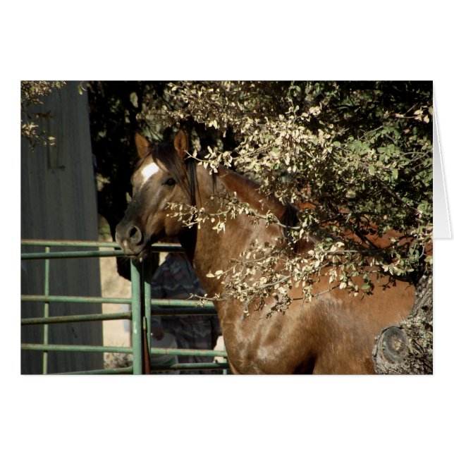 Cartão Dusty, Quarter Horse Stallion (Frente Horizontal)