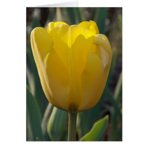 Cartão Dutch amarelo