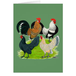 Cartão Dutch Bantam Quartet