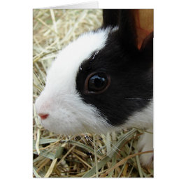 Cartão Dutch Bunny