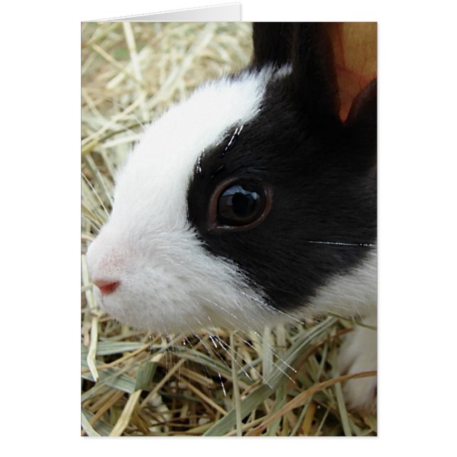 Cartão Dutch Bunny (Frente)