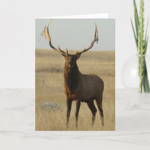 Cartão E13 Alce Touro Grama nos Chifres