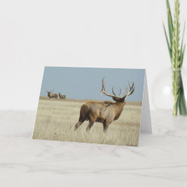 Cartão E20 Bull Elk Challenger