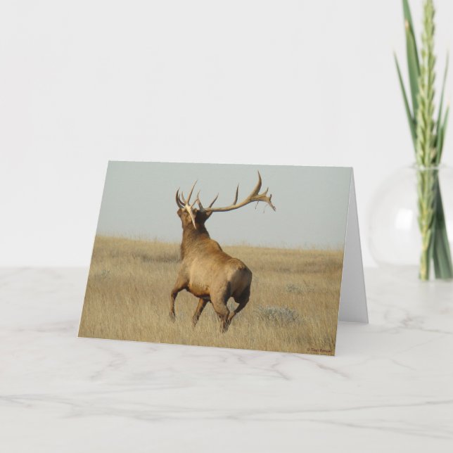 Cartão E23 Grama de Elk Bull em Chifres (Frente)