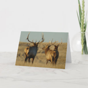 Cartão E28 Bull Elk