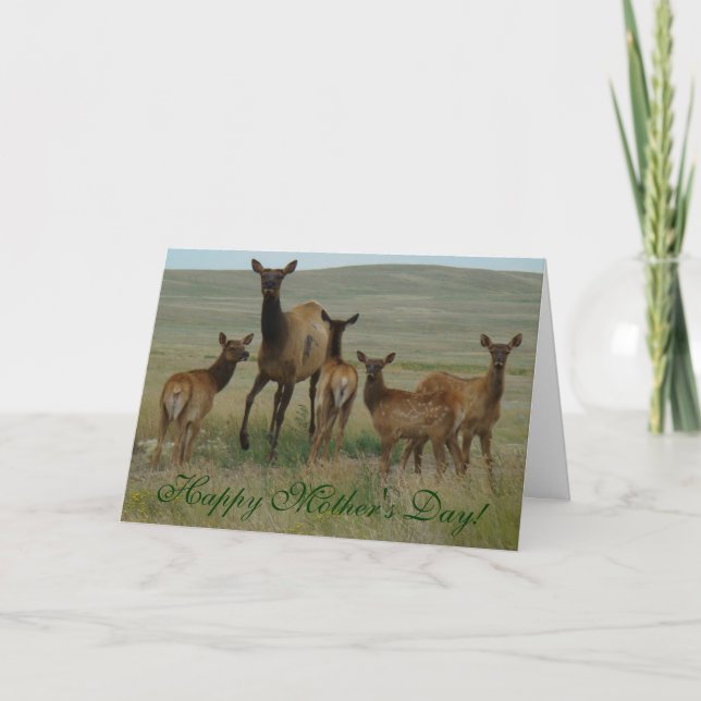 Cartão E44 Vaca e vitelos (Frente)