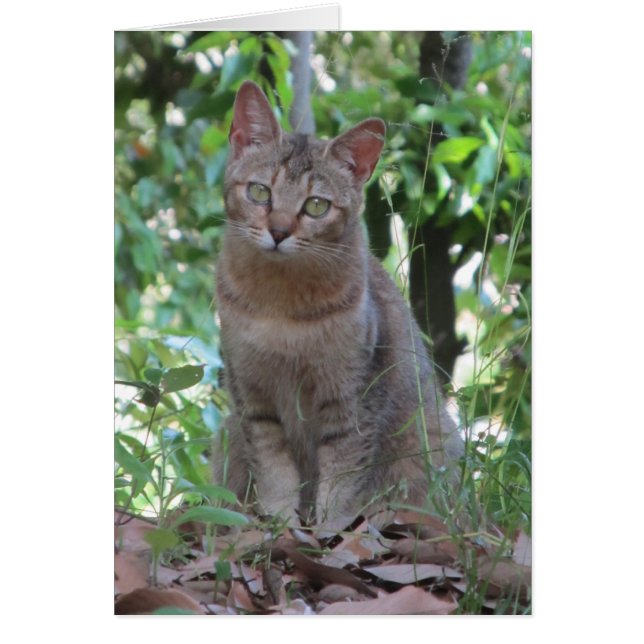 Cartão É-me você talkin? - Série de TBD (Frente)