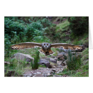Cartão Eagle Owl. Avançar Movimento