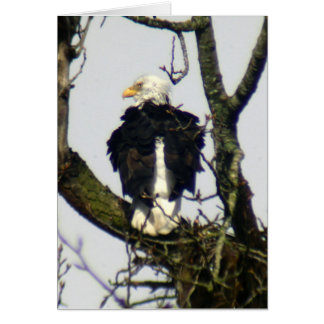 Cartão Eagle sempre vigilante...
