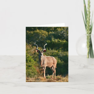 Cartão East Cape Kudu note card