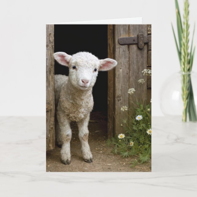 Cartão Easter Lamb In Barn Door (Frente)
