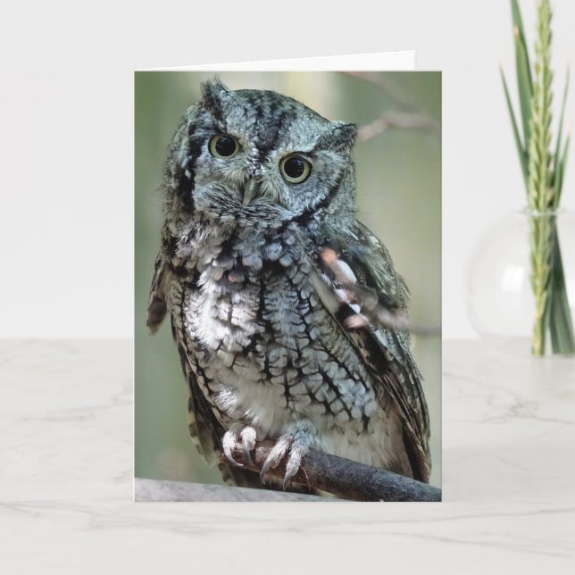 Cartão Eastern Screech Owl Card (Frente)