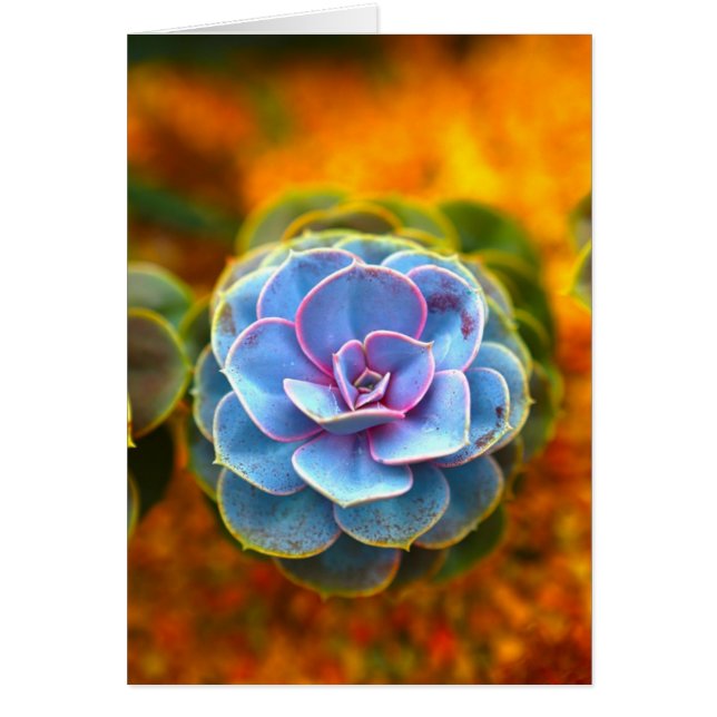 Cartão Echeveria de cor azul (Frente)