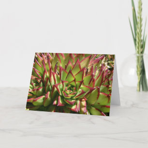 Cartão Echeveria notecard