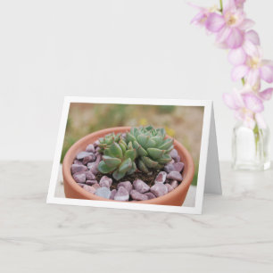 Cartão Echeveria Purpusorum, planta suculenta