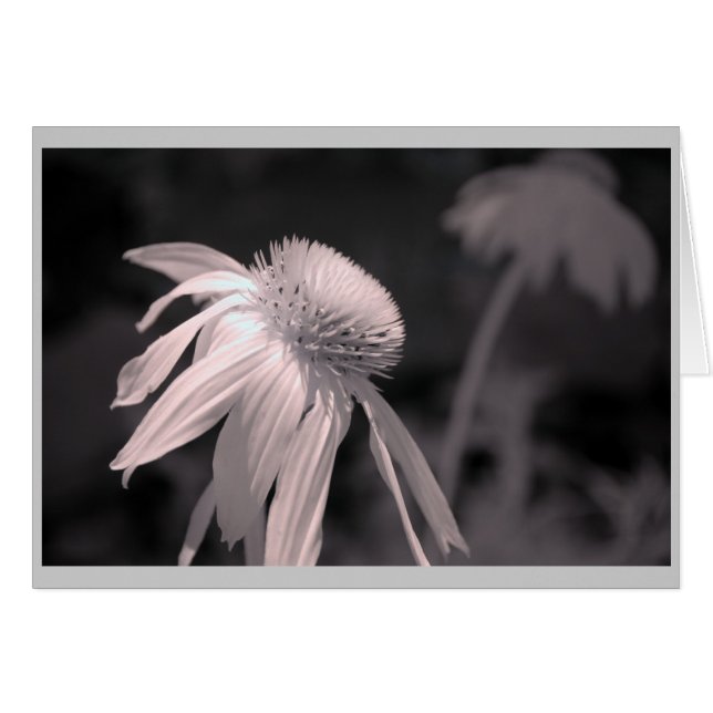 Cartão Echinacea Blooms (Frente horizontal)