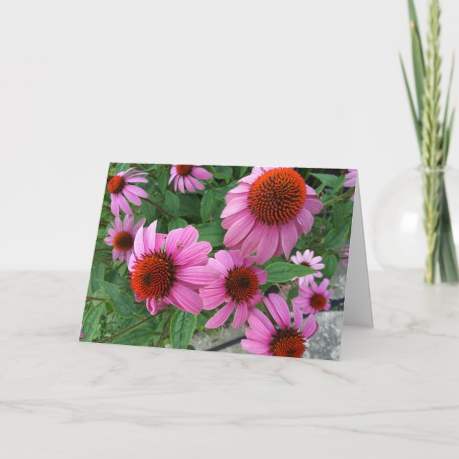 Cartão Echinacea Eclesiastes Bíblia Verso Aniversário (Frente)