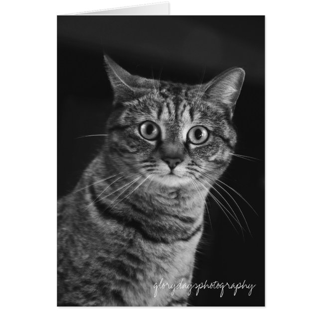 Cartão Echo, bw, D300, fotografia gloriosa do dia (Frente)