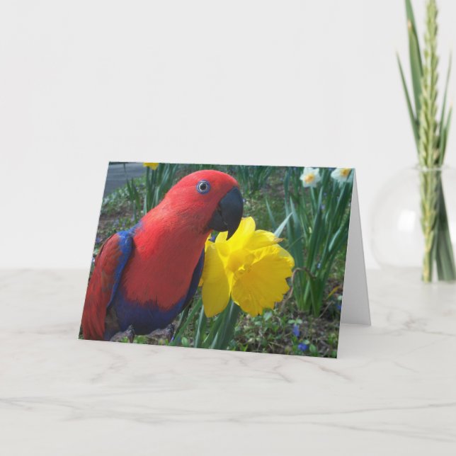 Cartão Eclectus Daffodil -- Large (Frente)