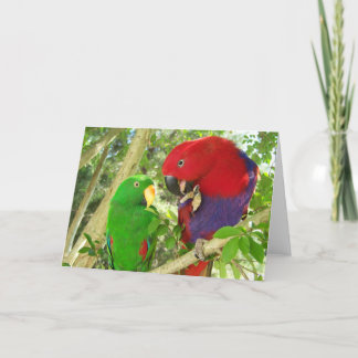 Cartão Eclectus Pair