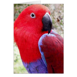 Cartão Eclectus Parrot