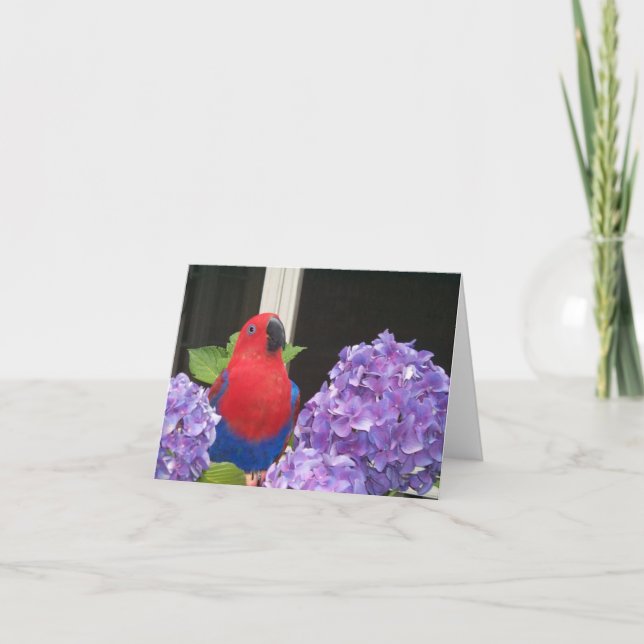 Cartão Eclectus Small Note Card (Frente)
