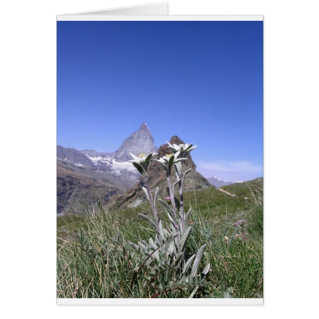 Cartão Edelweiss e Matterhorn (Frente)