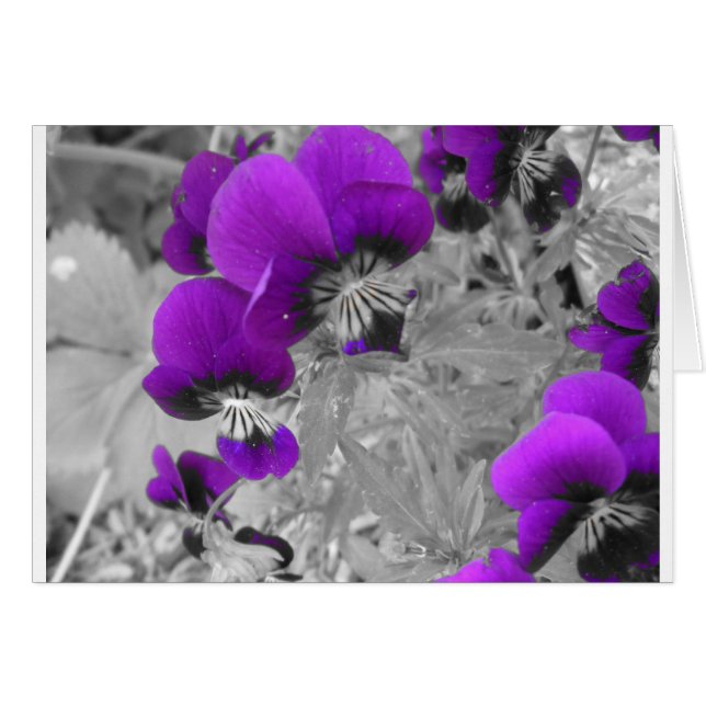 Cartão Efeito Pansy (Frente Horizontal)