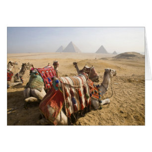 Cartão Egito, Cairo. Camelos descansando