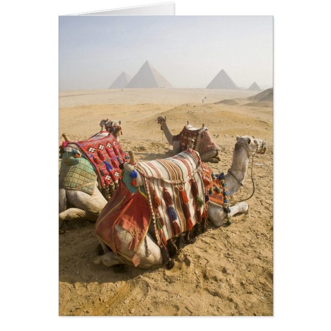 Cartão Egito, Cairo. Camelos descansando (Frente)