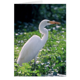 Cartão Egret do excelente