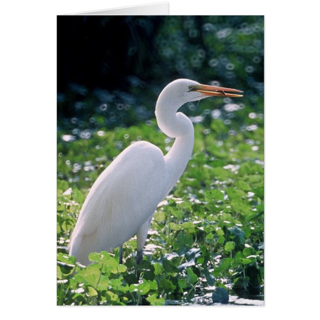 Cartão Egret do excelente (Frente)