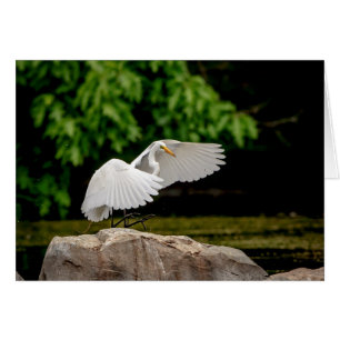 Cartão Egret do excelente