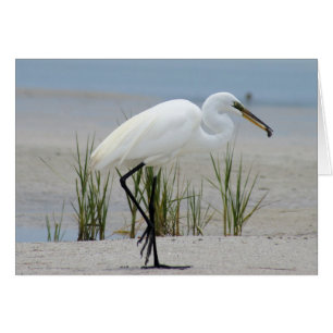 Cartão Egret do excelente