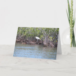 Cartão Egret in Mangroves