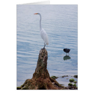 Cartão Egret Perch
