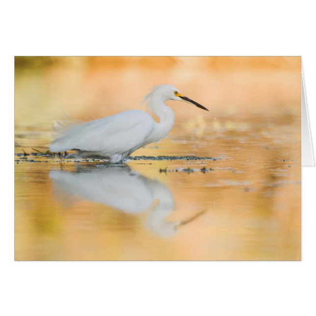 Cartão Egret quando o sol se pôr (Frente Horizontal)