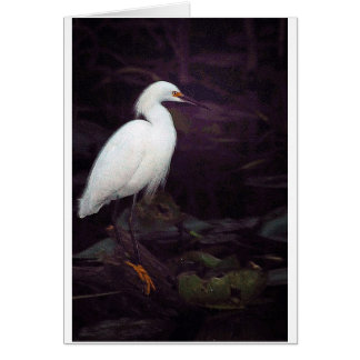 Cartão Egrets? Eu tive alguns…